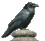 Crow